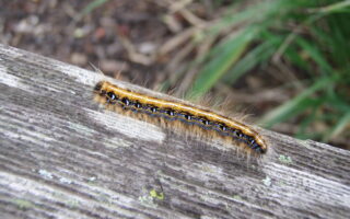 Tent Caterpillars
