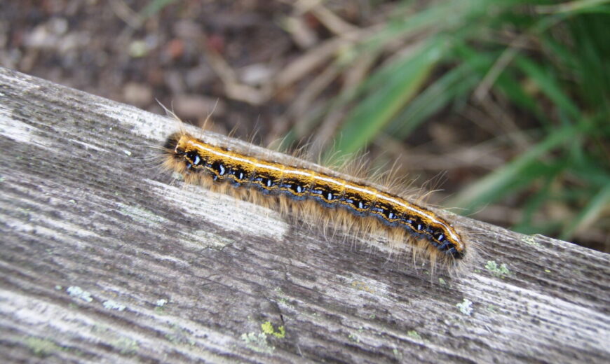 Tent Caterpillars