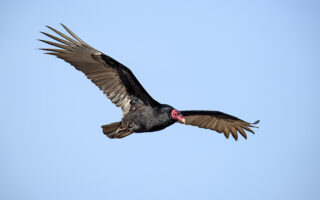 Turkey Vultures Turkey Vultures