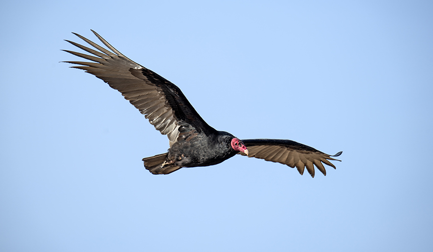 Turkey Vultures