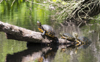 Turtles