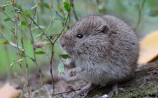 Vole