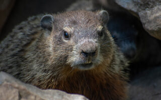 Woodchuck