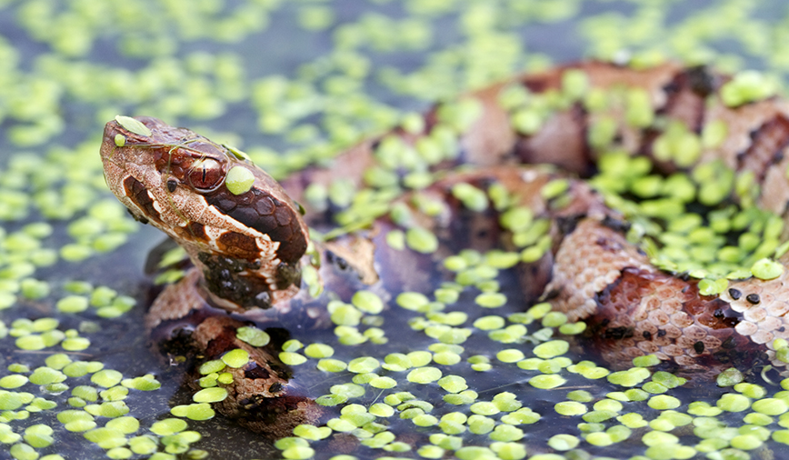 Watersnakes