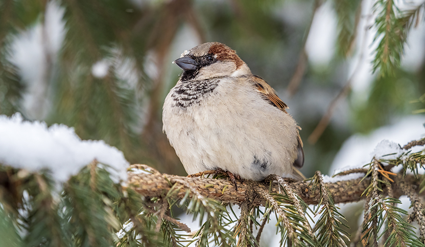 WinterBirds