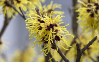 Witch Hazel Witch Hazel