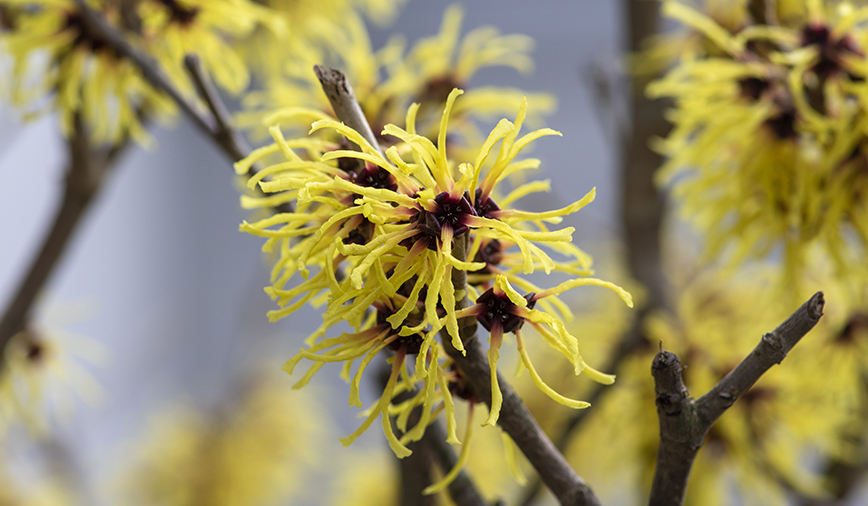 Witch Hazel