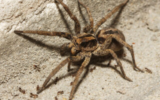 Wolf Spider