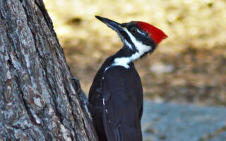 Woodpecker