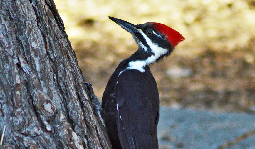 Woodpecker