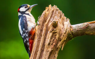 Woodpeckers Woodpeckers