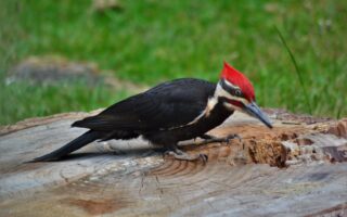 Woodpeckers
