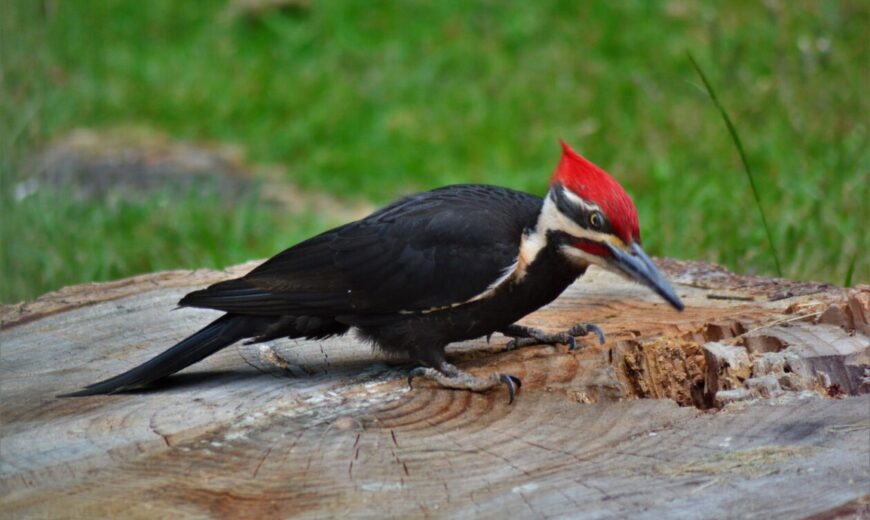 Woodpeckers