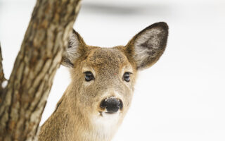 Your Might Be a Naturalist If