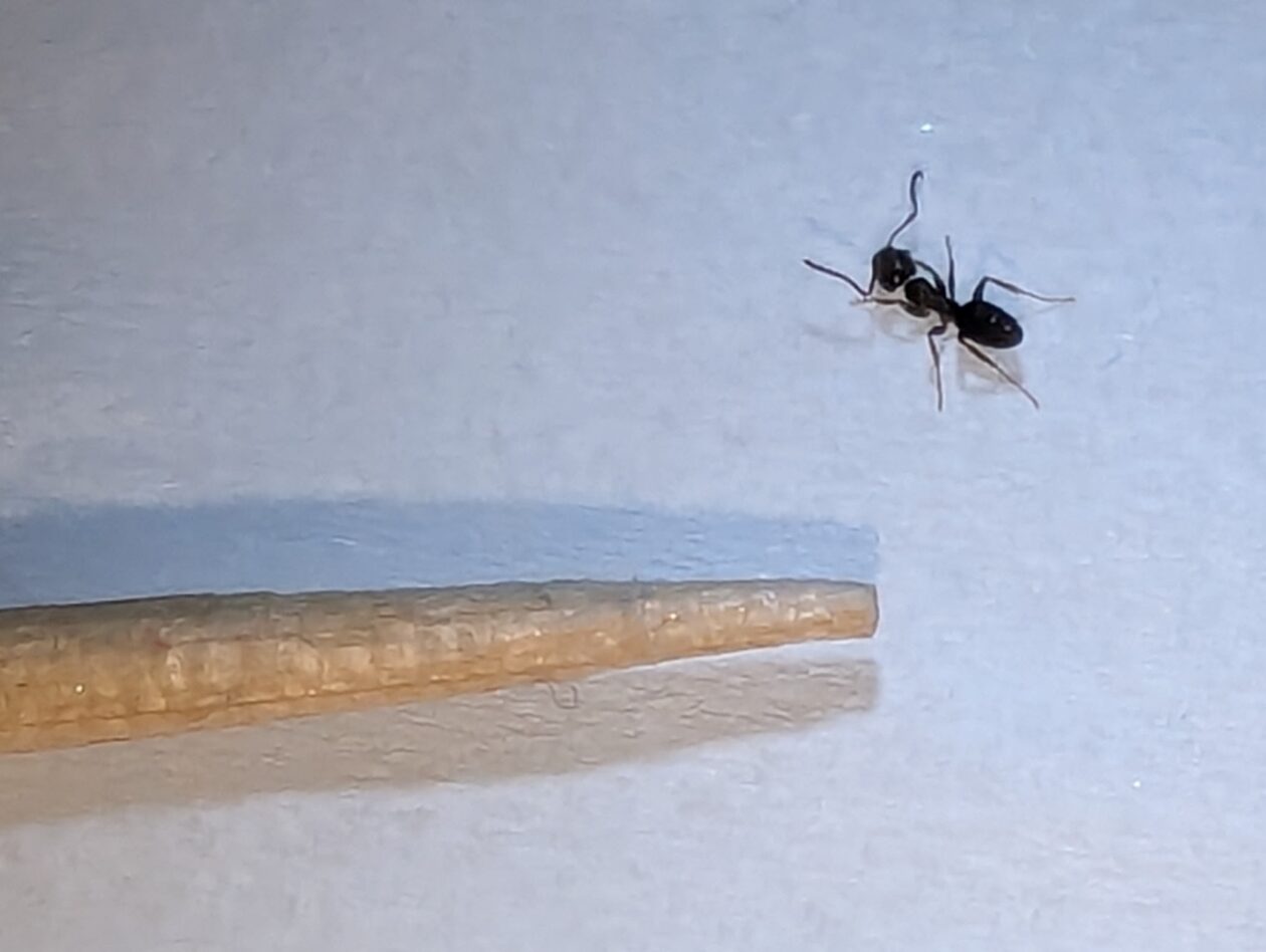Odorous House Ants Pt. 1