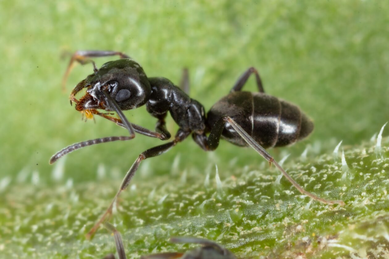 Odorous House Ants Pt. 2