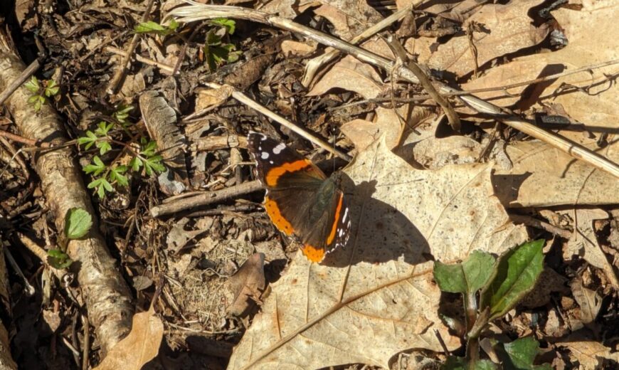 Red Admiral 4.6.2024