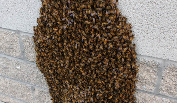 HoneyBeeSwarms