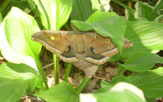 Polyphemus moths