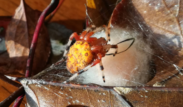 The Pumpkin Spider