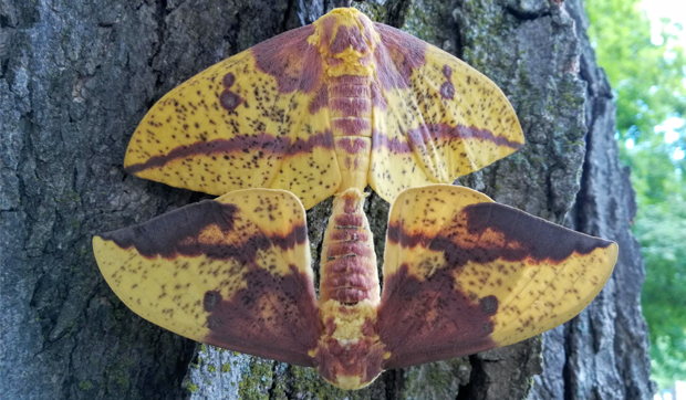 ImperialMoths