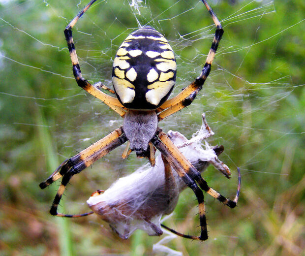 garden spider size