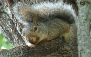 Squirrels-n-Walnuts_10-16-20