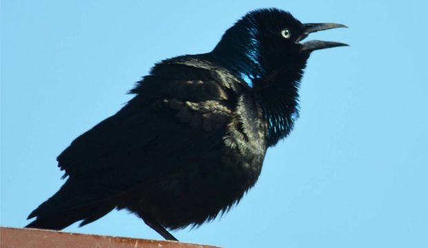 CommonGrackle_4-2-21