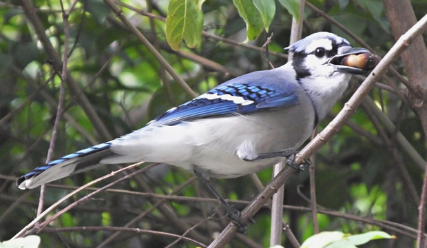 Blue Jays Hickory Knolls Discovery Center Blue Jays Hickory Knolls Discovery Center