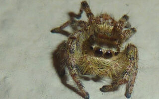 JumpingSpiders_1-28-22