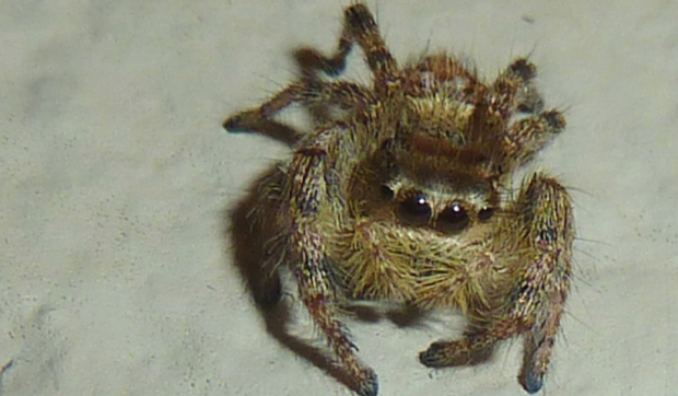 Jumping spiders: Facts about the cutest arachnids on the planet