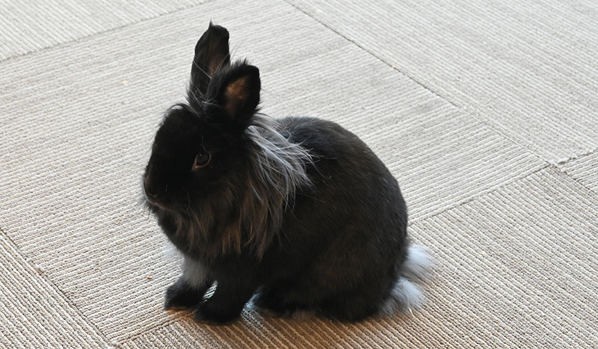 Mopsy the Longhaired Rabbit
