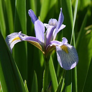 Blue Flag Iris