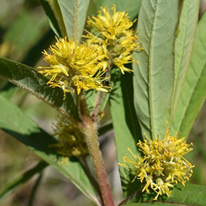 Tufted Loosestrife