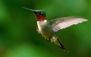 Hummingbirds_7-28-23