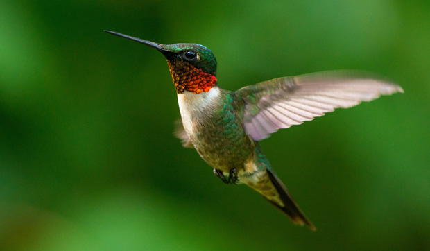 Hummingbirds_7-28-23