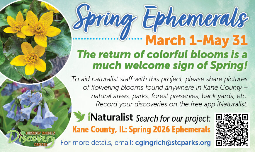 HKDC_SpringEphemerals_SP26_REACH-QRCode