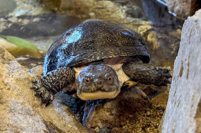 Blandings Turtle